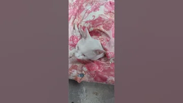 Nabanga Si Oli Bandang Bibig Ang Namaga Sa Kanya Kaya Nilagyan Sya Ng Swero Kaya Ok Na Sya 