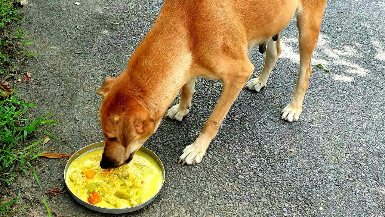 Homemade Vegetarian Food For Pregnant Street Dogs Vegetarian Recipe