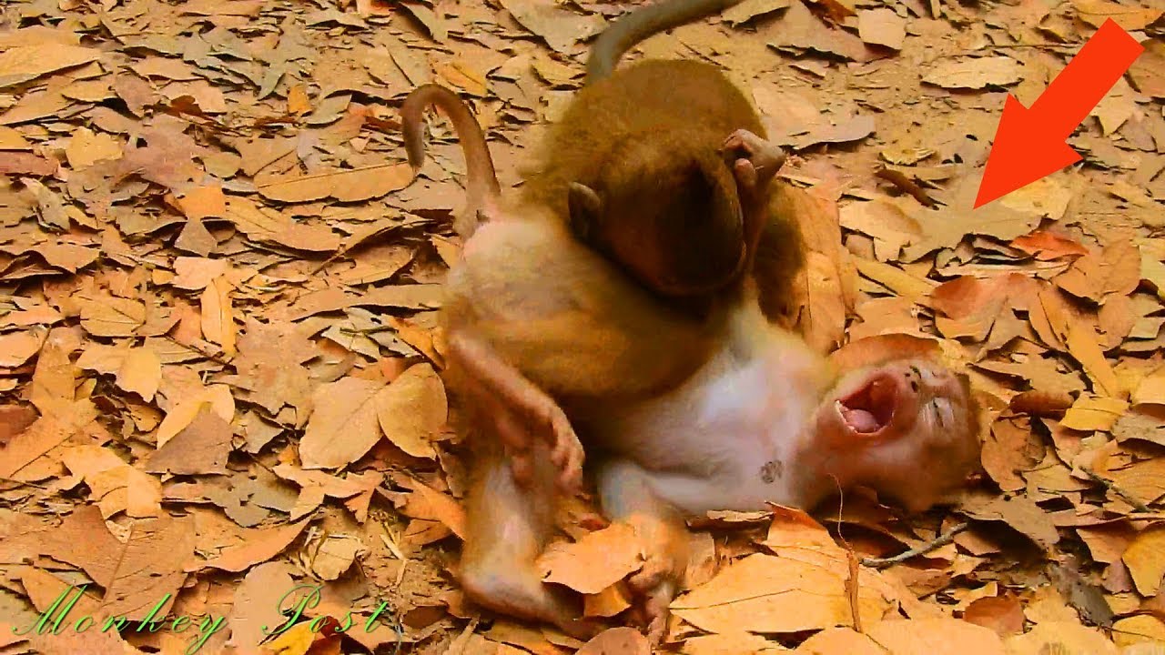 Surprise Amari group came to near by Axel all small monkey play with him but Donny make him hurt/ MP