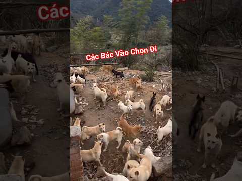 Trại chó bản lớn nhất đây nhé các bác vào thà hồ mà chọn #bachatv #animals #chohay #chobandia