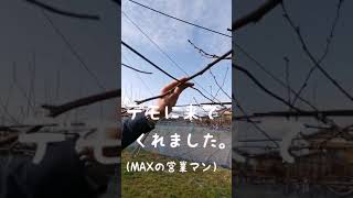 MAX 果樹用誘引結束機 HR-F