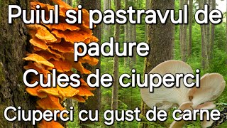 Puiul de padure  Ciuperca cu gust de carne/Cules de ciuperci și rețete