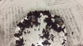 【飼育種紹介】アカアシクワガタ幼虫