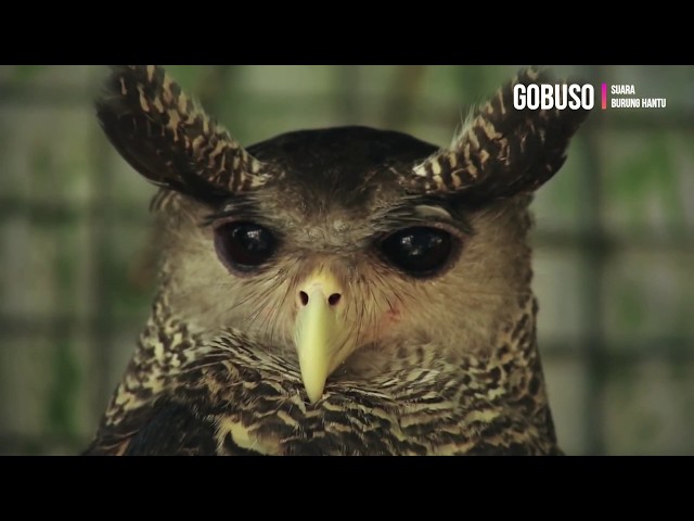 OWL Sounds At Night - Suara Burung Hantu Liar Di Hutan Belantara Nusantara class=