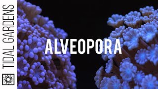 Alveopora  The Other Flower Pot Coral