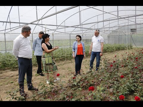 ბესარიონ სიმონიშვილმა დევნილებისთვის დაფინანსებული სათბურები  მოინახულა