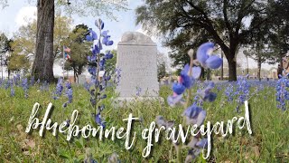 Bluebonnet's in a Graveyard