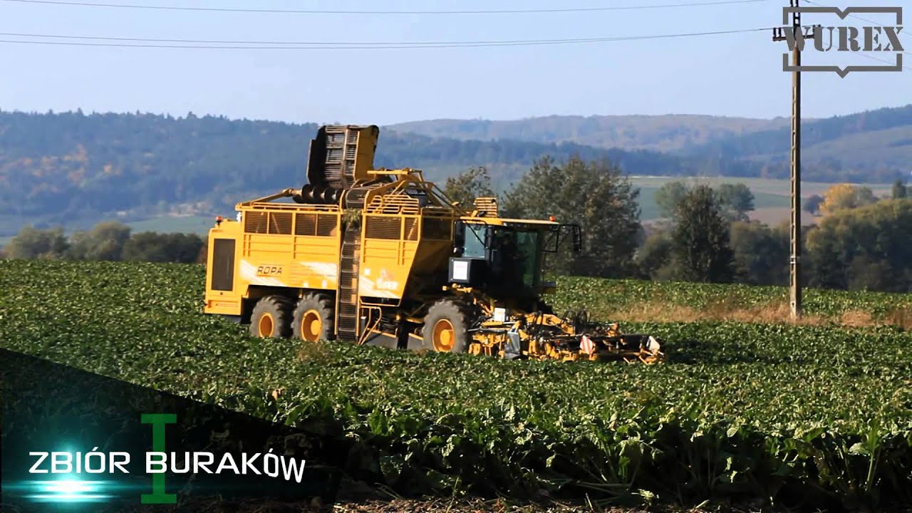 WUREX ZAMOŚĆ zbiór buraków cukrowych Cukrownia Ropczyce