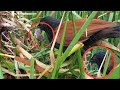 Greater coucal Birds catches Banded bullfrog  for the baby to eat [ Review Bird Nest ]