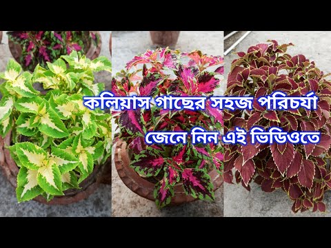 #coleus_plant #কলিয়াস কলিয়াস গাছের সম্পূর্ণ পরিচর্যা