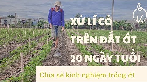 XỬ LÍ CỎ TRÊN ỚT 20 NGÀY TUỔI