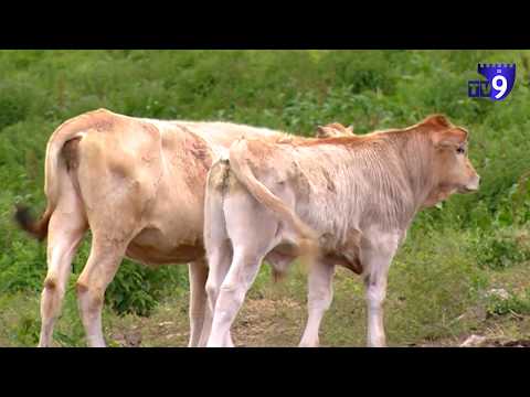 კვალი მიდის თურქეთის მხარეს - დაკარგული საქონელის მეპატრონე