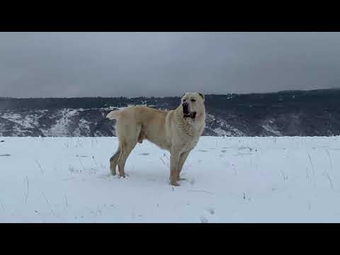 \"ხოდა/XODA\" - 2017-2020 სიკვდილის ბოლო წუთამდე