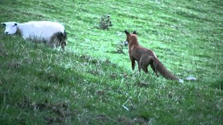 Nawatuma Kama Kondoo Kati Ya Mbwa Mwitu Jihadharini Na Wanadamu Tafakari