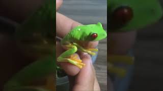 Rana verde de ojos rojos 🐸 #short #shortvideo #shorts #anfibio #reptiles #reptile #reptil