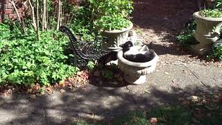 October 2022 Hectorious in the napping pot