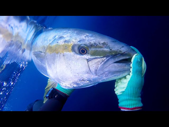 日本記録級】143cm 沖の沈み根に潜むモンスターヒラマサとの死闘【魚