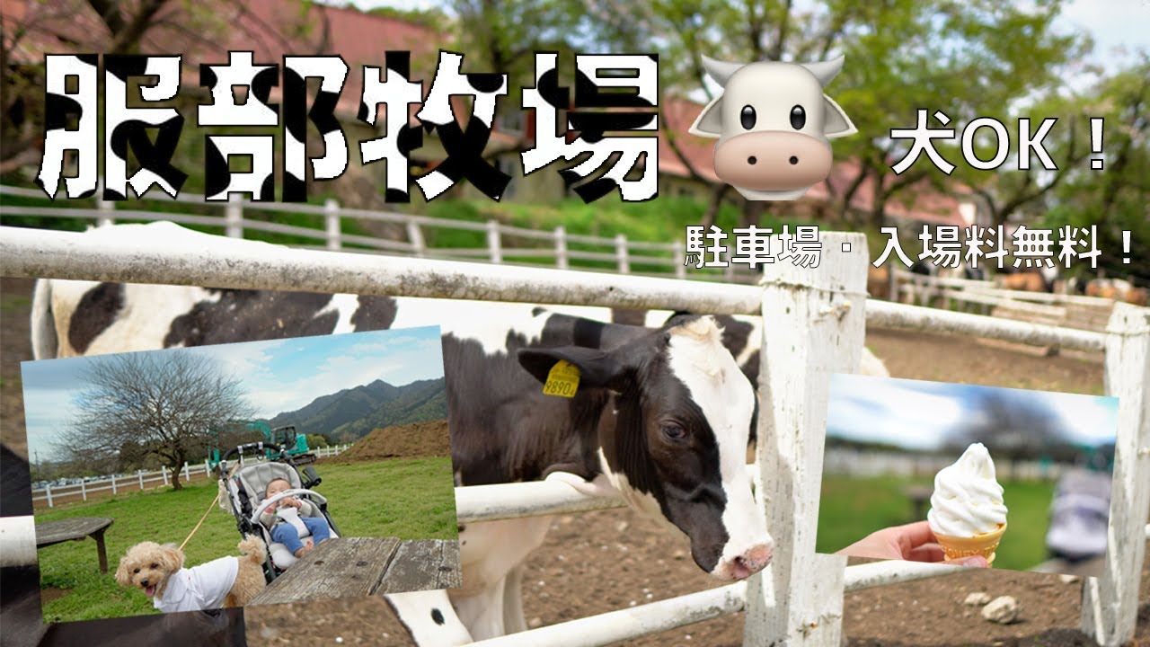 Hattori Farm] I went to a farm where I could interact with cows