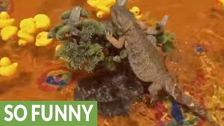 Bearded dragon enjoys swim in kiddie pool