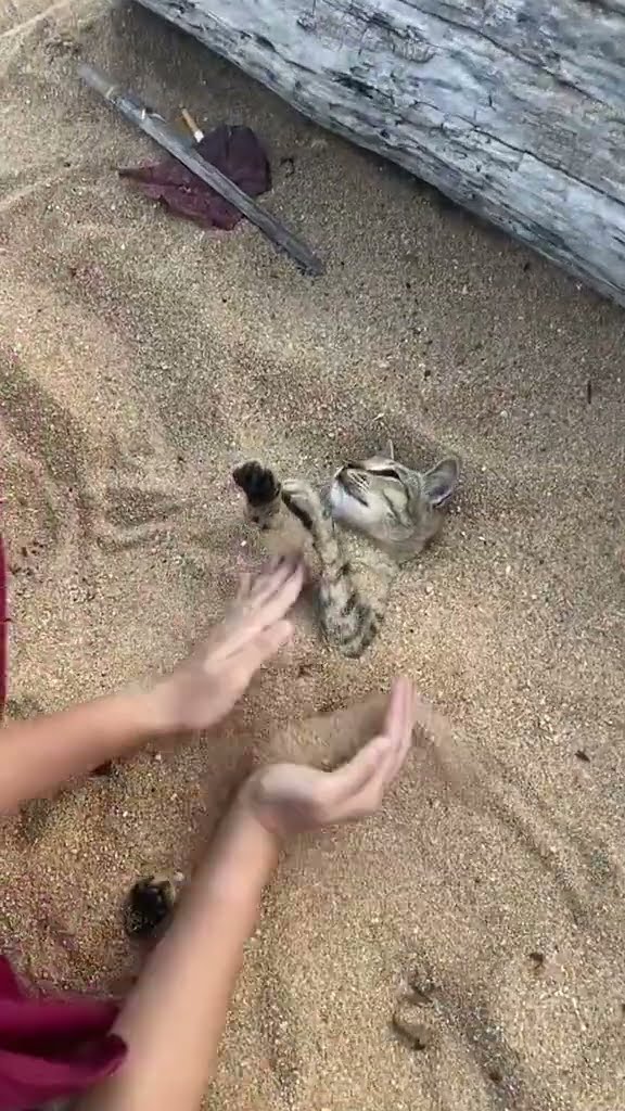 Top des vidéos très mignon