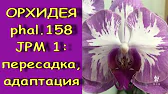 Орхидеи,узамба́рские фиалки,Самара🌺