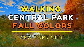 Fall in Central Park 🍂 | Walking Through the Most Colorful Season in NYC