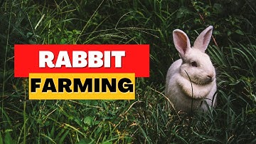 Rabbit Farming 101: Essential Tips for Rabbit Breeding!