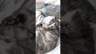 Gridlink  Cat Approved 