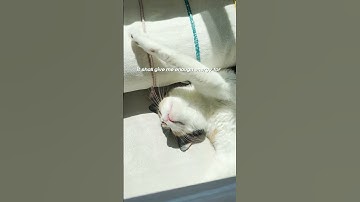 With the power of the sun… #shorts #cute #calico #cat #zoomies #baldwinvoices