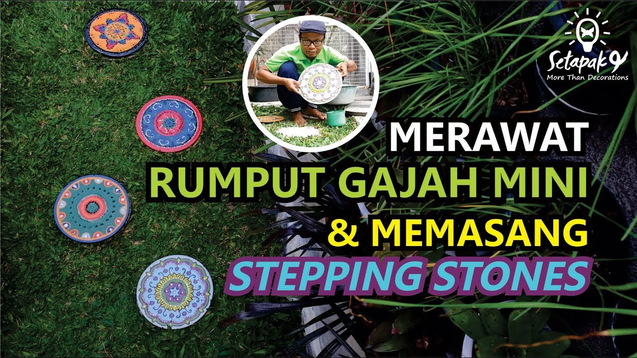  MERAWAT  RUMPUT GAJAH MINI  MEMASANG STEPPING STONES YouTube