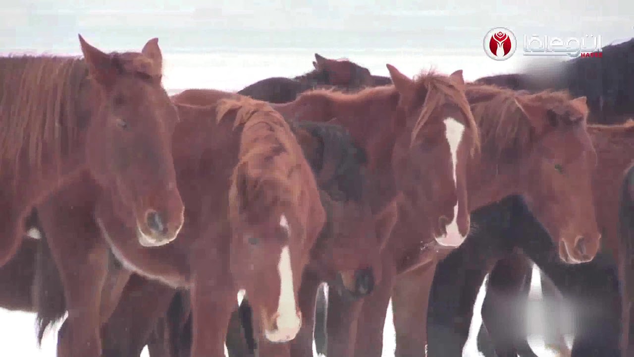 Erciyes'in süsü: Yılkı atları