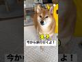 旅行行くと柴犬に伝えると、反応が可愛すぎた💕　#柴犬　#犬　#いぬ　#可愛い犬　#かわいい