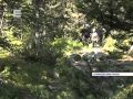 Медведи в Ергаках Енисей Минусинск
