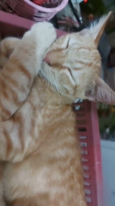 kucing lucu...bobok ciangk... #ngantuk poll