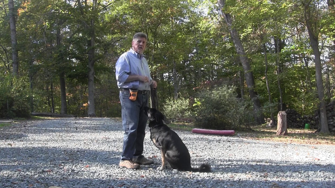 Ari Puppy Training Kernersville NC YouTube
