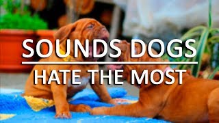 10 Sounds Dogs Hate the Most HQ by Dayhan RV 677,731 views 6 years ago 3 minutes, 44 seconds