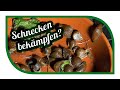 Schnecken bekämpfen im Garten 🐌 Hausmittel im Test und was wirklich gegen Schnecken hilft 🐌