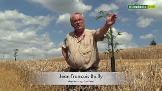 En direct des moissons (2/3) : 150 ha d'agroforesterie dans la Nièvre