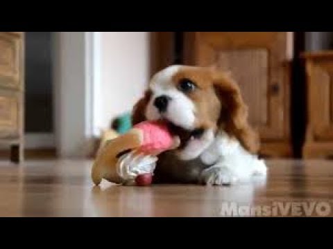 かわいい たまらないかわいさ キャバリア子犬映像集 キャバリア Youtube