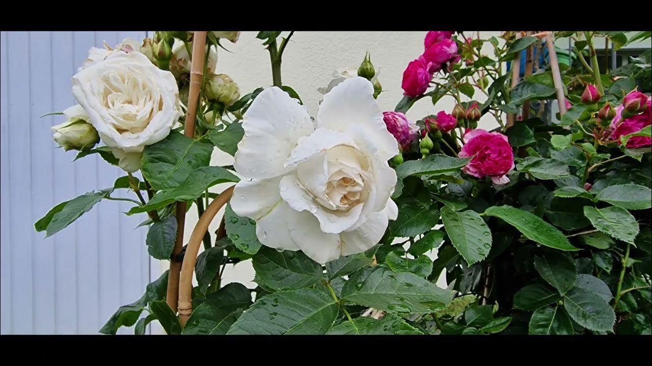 Белейшая из белых ароматная роза #Аннапурна #Annapurna с июня по ...