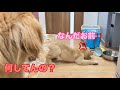 産まれて初めて見るボウルが怖くて、へっぴり腰で威嚇するゴルパピだいふく【ゴールデンレトリバーとミニチュアダックスフンド】
