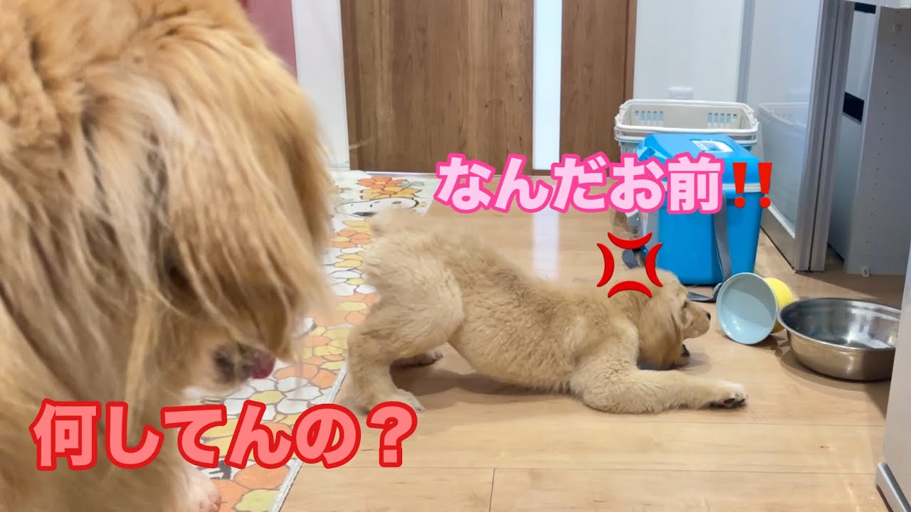 産まれて初めて見るボウルが怖くて、へっぴり腰で威嚇するゴルパピだいふく【ゴールデンレトリバーとミニチュアダックスフンド】