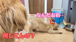 産まれて初めて見るボウルが怖くて、へっぴり腰で威嚇するゴルパピだいふく【ゴールデンレトリバーとミニチュアダックスフンド】