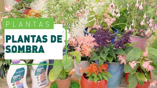 10 plantas de sombra para exterior | Plantas en VERDECORA - thptnganamst.edu.vn