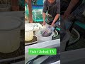 Live Qiandao Lake Fish 🐟 | Organic Bighead & Silver Carp Transported by Land & Air #ChunyuFish