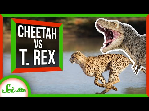 Why Are Cheetahs the Fastest Land Animal? thumbnail