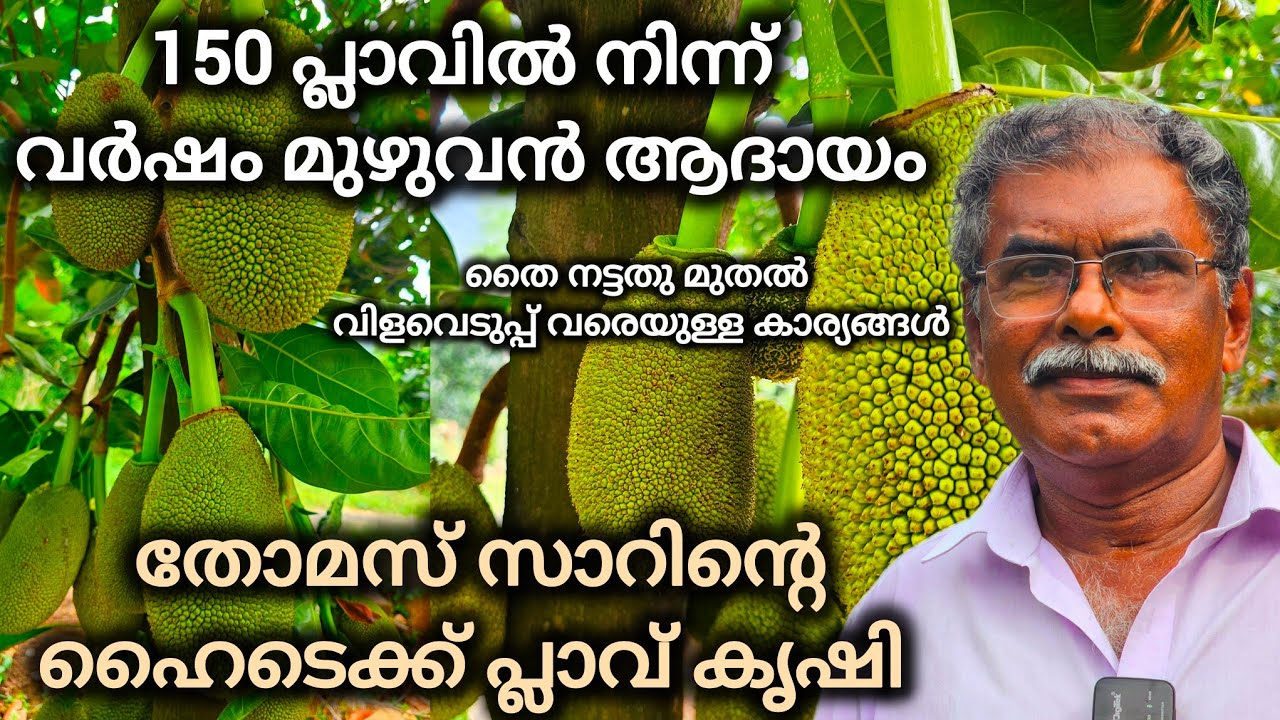 ഇങ്ങനെയും ചക്ക കായ്ക്കുമോ? വിയറ്റ്നാം സൂപ്പർ ഏർളി പ്ലാവ് കൃഷി ലാഭകരമായക്കിയ കർഷകൻ #jackfruit