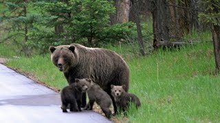 Big Grizzly Bear Mum with 3 Tiny Cubs