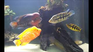 Parachromis Dovii (Wolf cichlid) vs Midas cichlid & Vieja synspilum