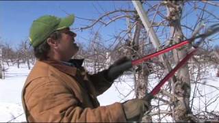 New England Apples - Pruning the Trees Part 1.mov